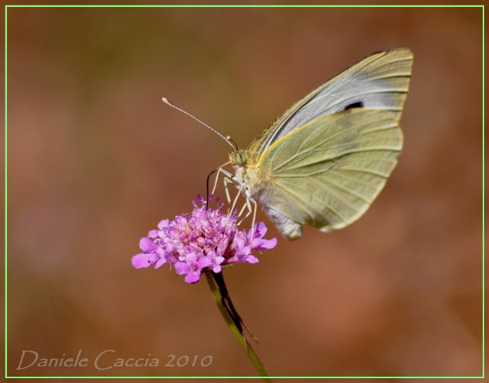 Cavolaia Maggiore (Pieris brassicae)